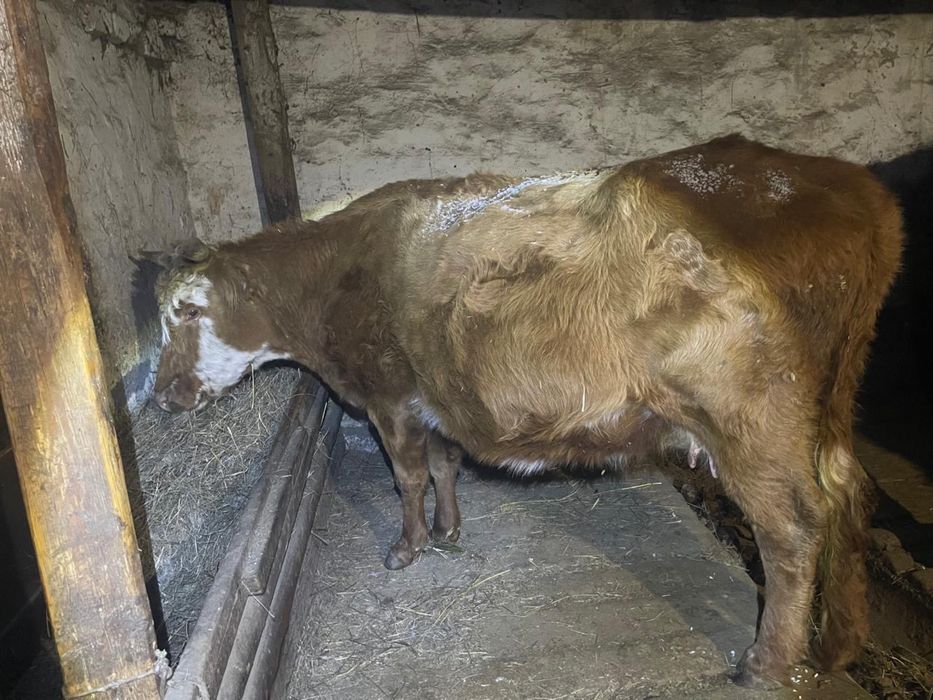 Продам корова, сиыр