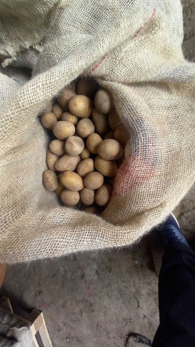 янги картошка айтилган манзилга етказиб берилади