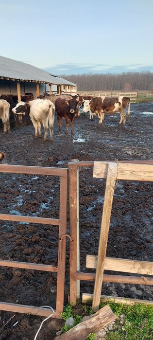 vite si vacii de vanzare.