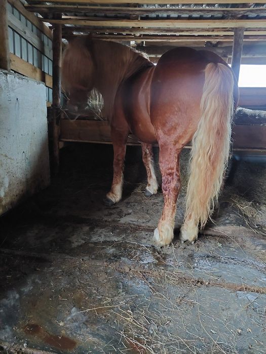 Vând cal vârsta de 8 ani