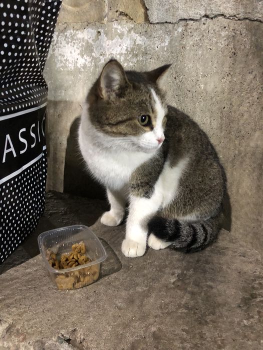 Любимые животные