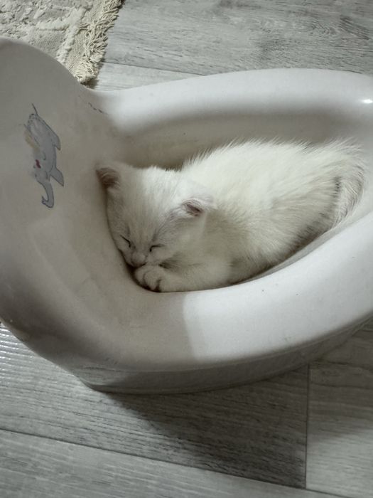 Котенок белый вислоухий