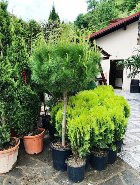 Eunimus. Buxus globular. Pin copac