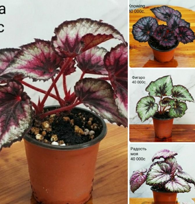 Молоденькие сортовые бегонии.