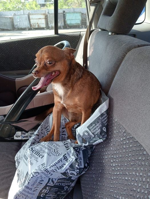 Той терьер молодой