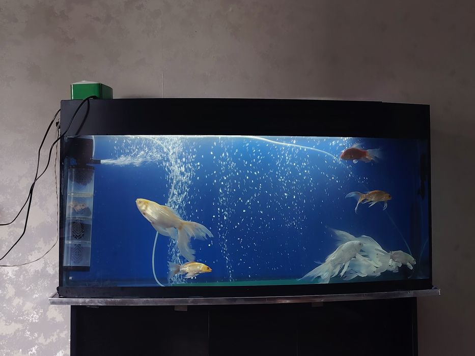 Akvarium Аквариум Рыбы комплект