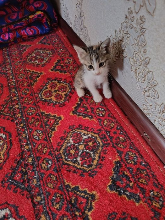 Xadya qilamiz mushukchalar