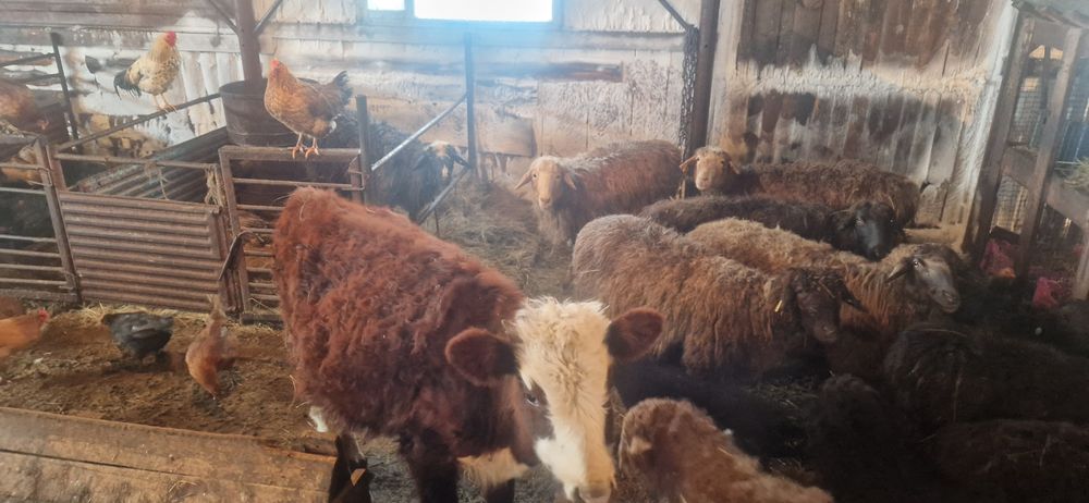 Продам телочку месячная