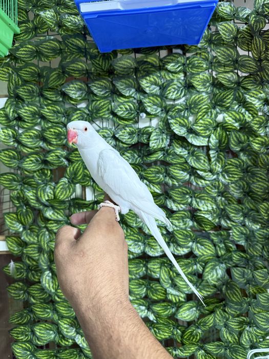 Ручной ожрелла белый попугай