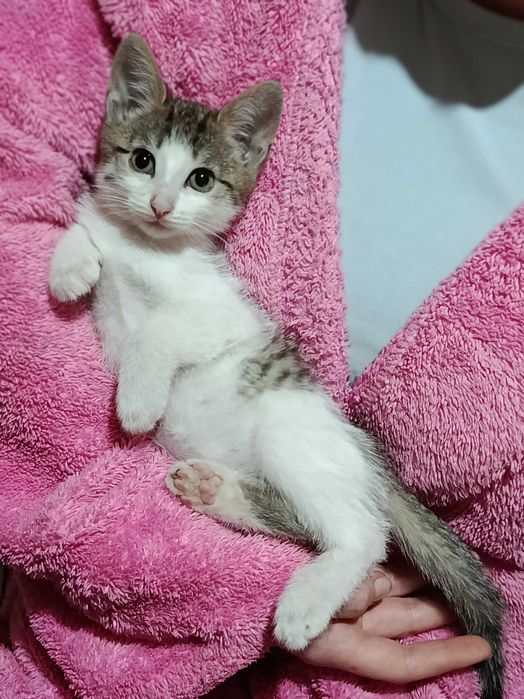 Котята в добрые ручки.