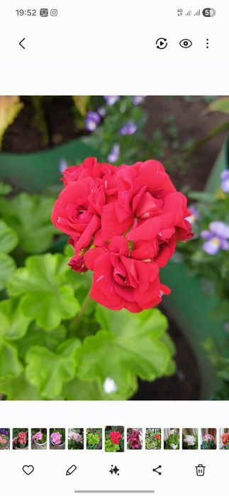 Продам  Комнатные цветы