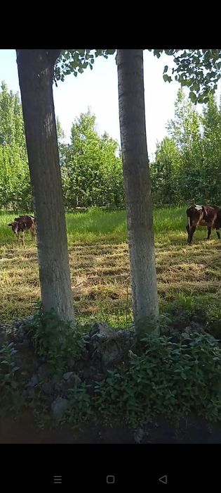 Daraxt sotiladi 125 ta