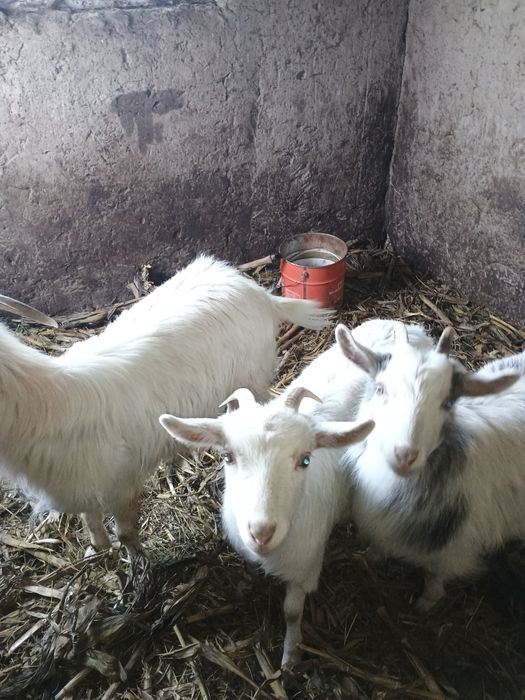 Vând iezi iezi iezi