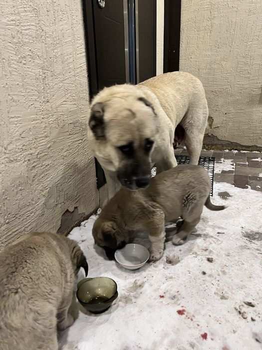 Продам щенков кангала