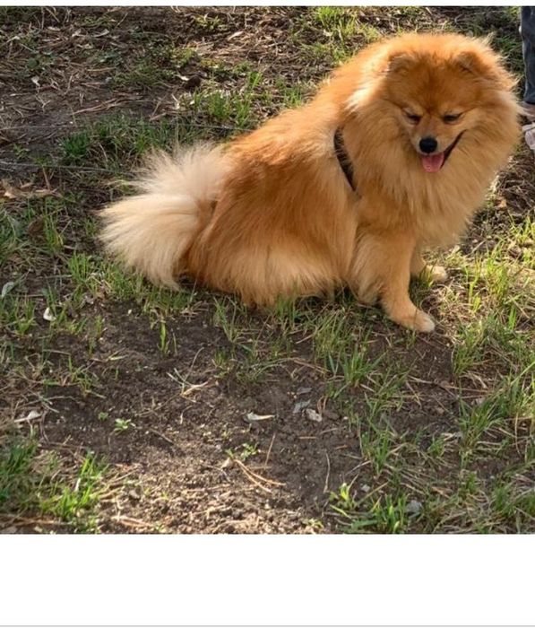 Щенки Немецкого шпица.