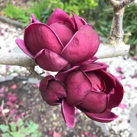 Magnolie genie.       .