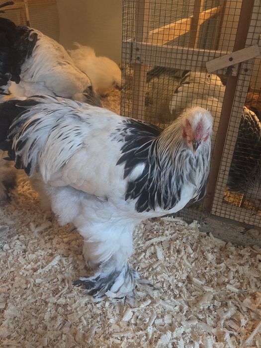 Cocosi Brahma Hd tineri