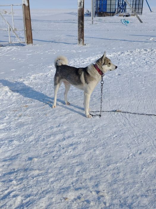 Лайка продается звоните