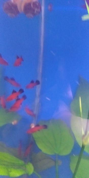 Продам флаговых меченосцев берлинских. Молодь.