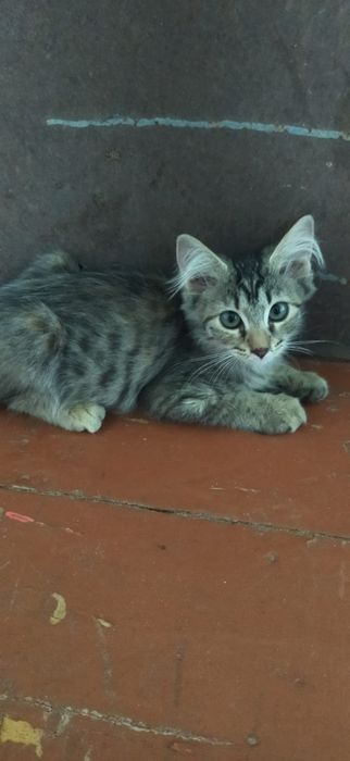 котята бесплатно в хорошие руки