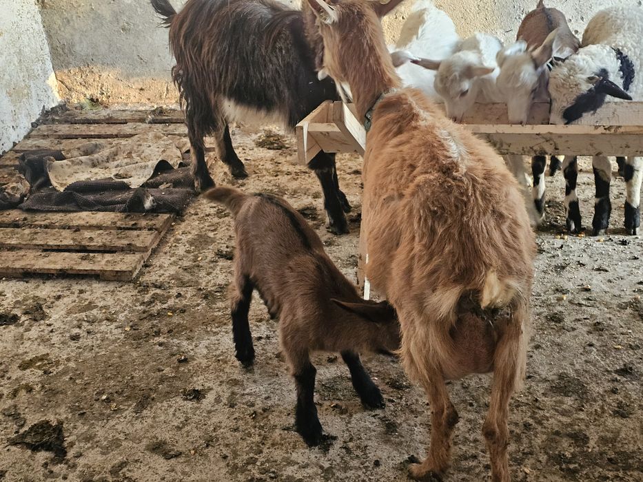 Vand capra cu iadeuta