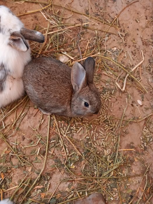 Quyon bor 1 oylidan 1 yilligachon