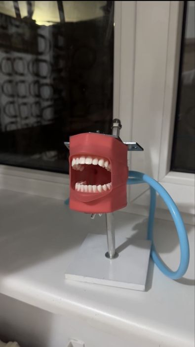 Фантом для стоматологов(офис курсы)