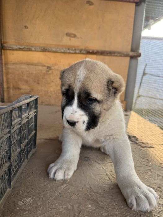 Alabay it sotiladi moda