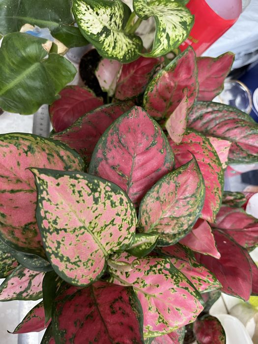 В Продаже Аглаонемы