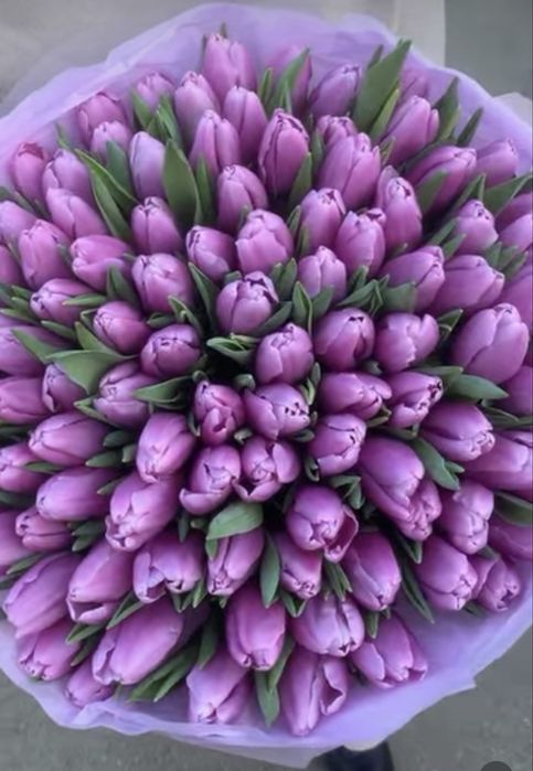 Тюльпаны тюльпаны