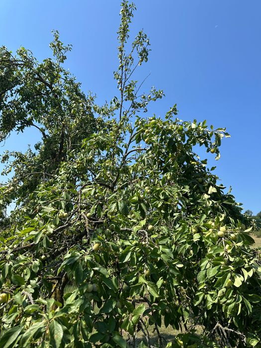 Prune pentru țuică calitatea 1