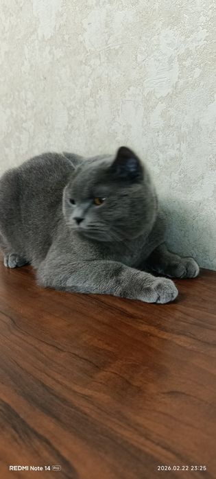 Продается британский кот