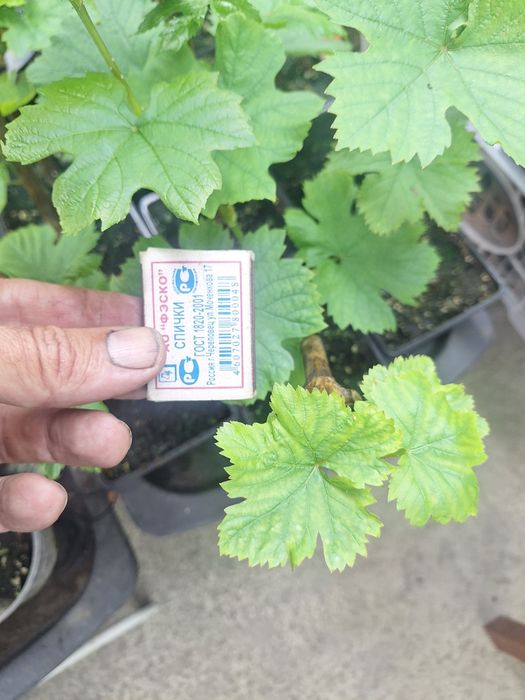 Черенки винограда вегетирующие