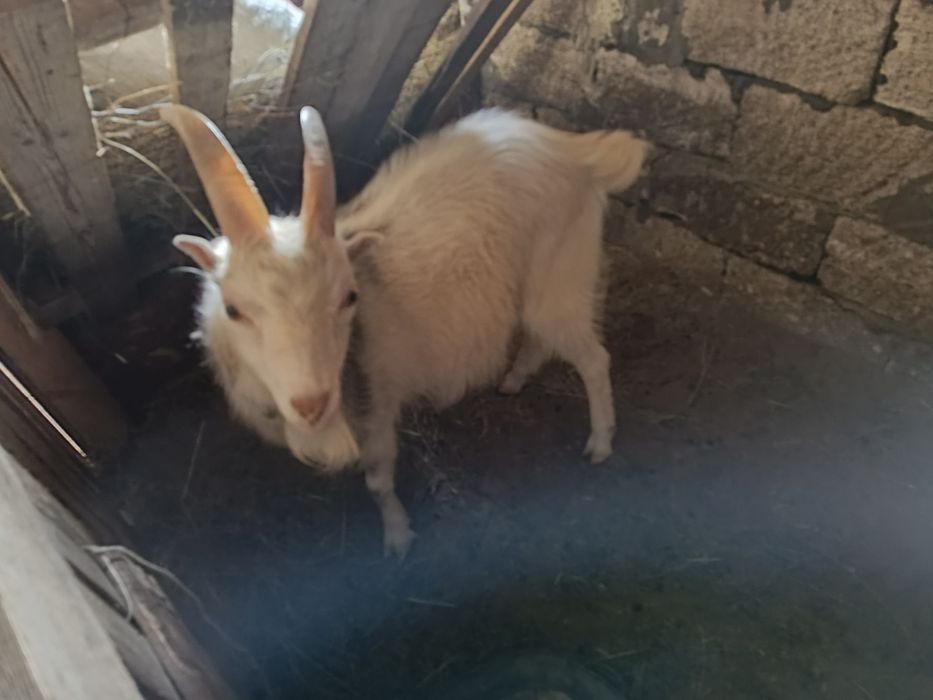 Жас теке сатылады