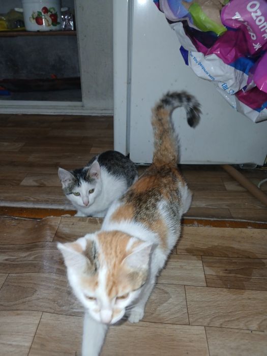 Отдам котят добрые руки