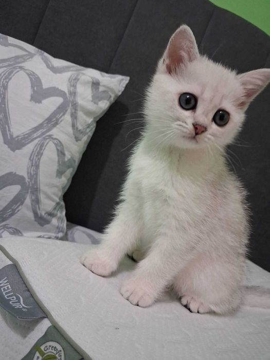 Котета Британки