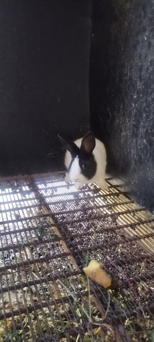 Quyon sotiladi samka 2 oylikdan o'tkan Farg'ona Quva