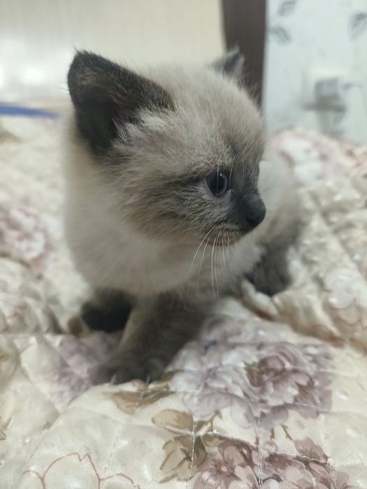 Отдам котенка в добрые руки
