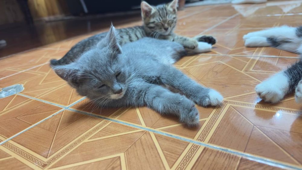 Отдам даром котят