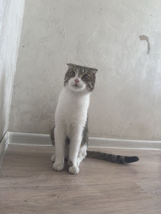 Отдам в добрые руки котенка