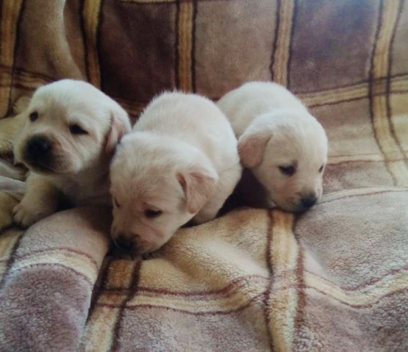 Щенки лабрадора 1 мес