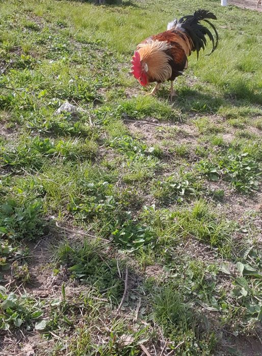 Cocoși de vânzare!