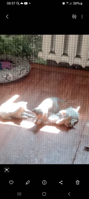 Белые котята подарю в добрые руки.