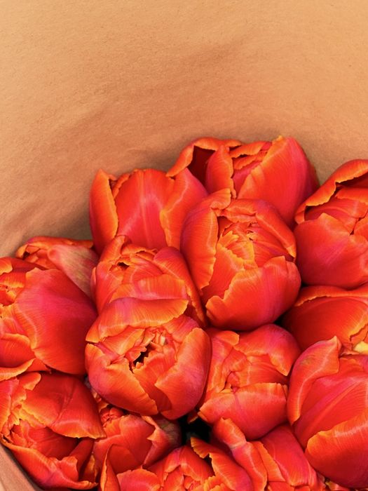 Тюльпаны Голандия