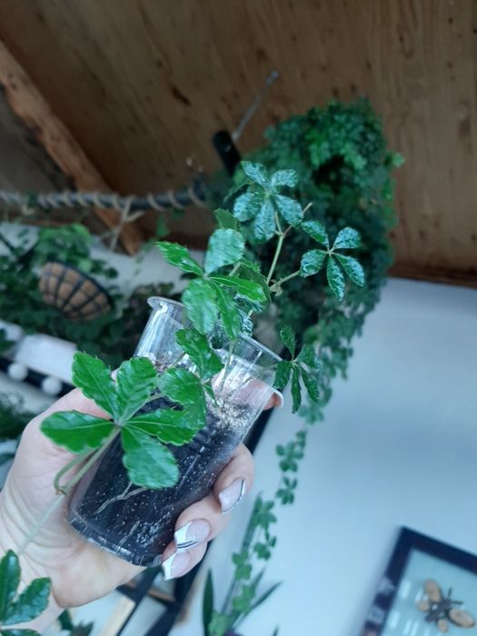 Комнатные цветы разные