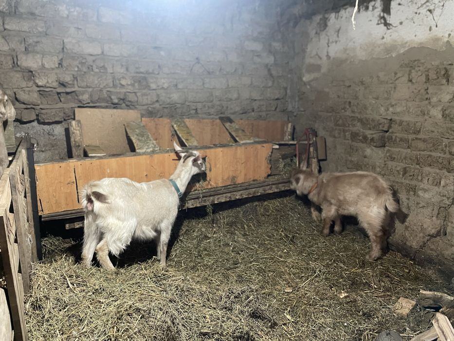 Capre bune de lapte si tinere