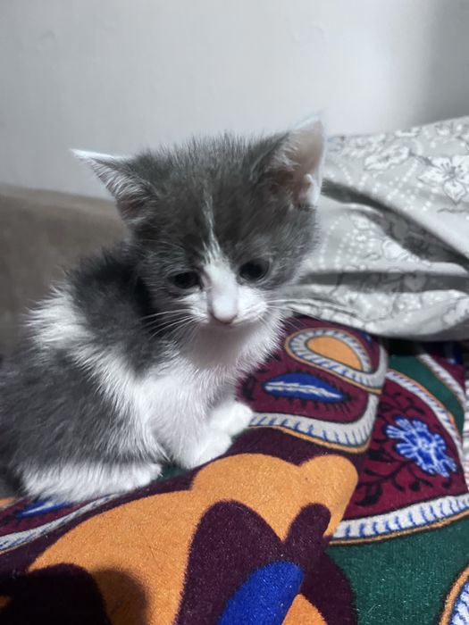 Отдам котенка в добрые руки