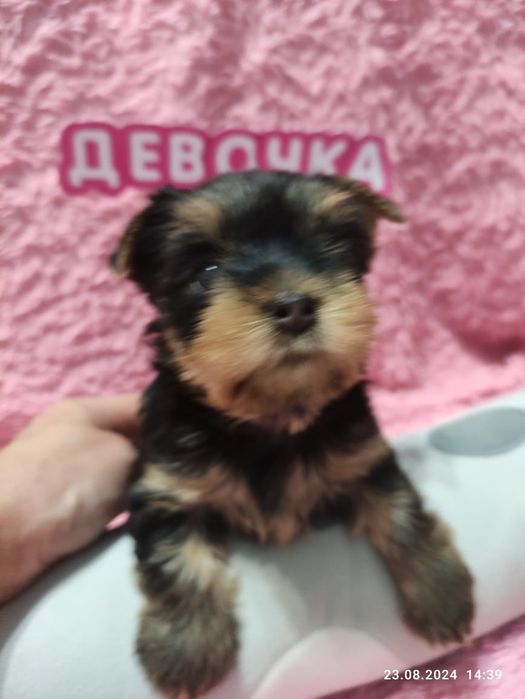 Продам щенков йоркширского терьера.