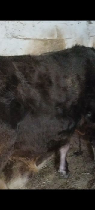 Продам бычка Алатауски