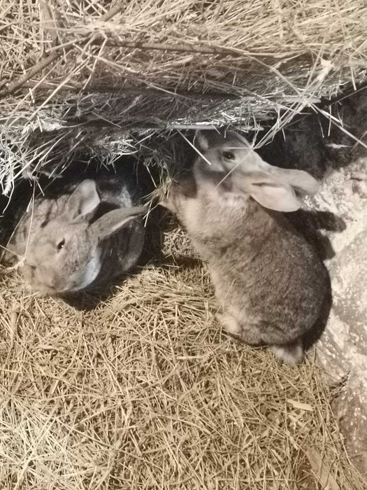 Продаю кроликов..